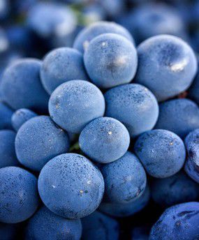 Palmina Wines